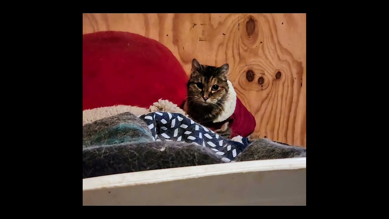 In memory of my Princess Abby (10/15/2006 - 03/04/2026)               💜😇🐱✨️