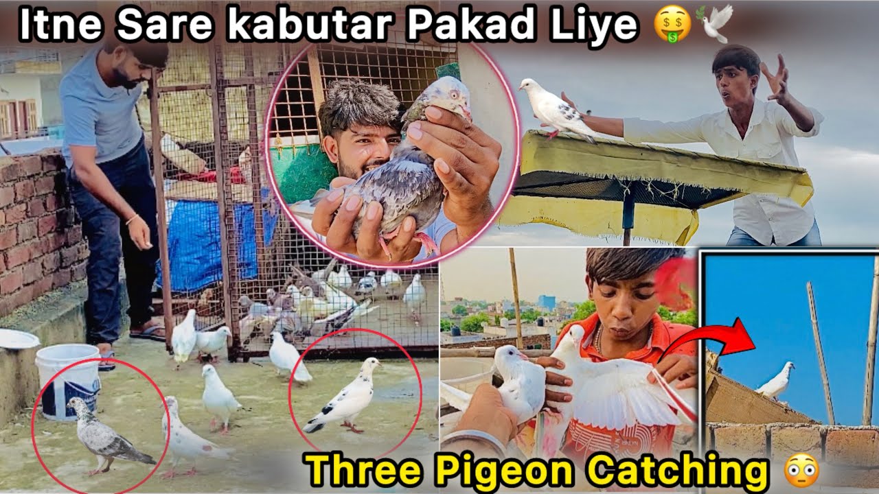 Teen kabutar Pakad Liye 🤑 || Try to Catch Three New Pigeons 🕊️ || Ladai Hogyi 😮