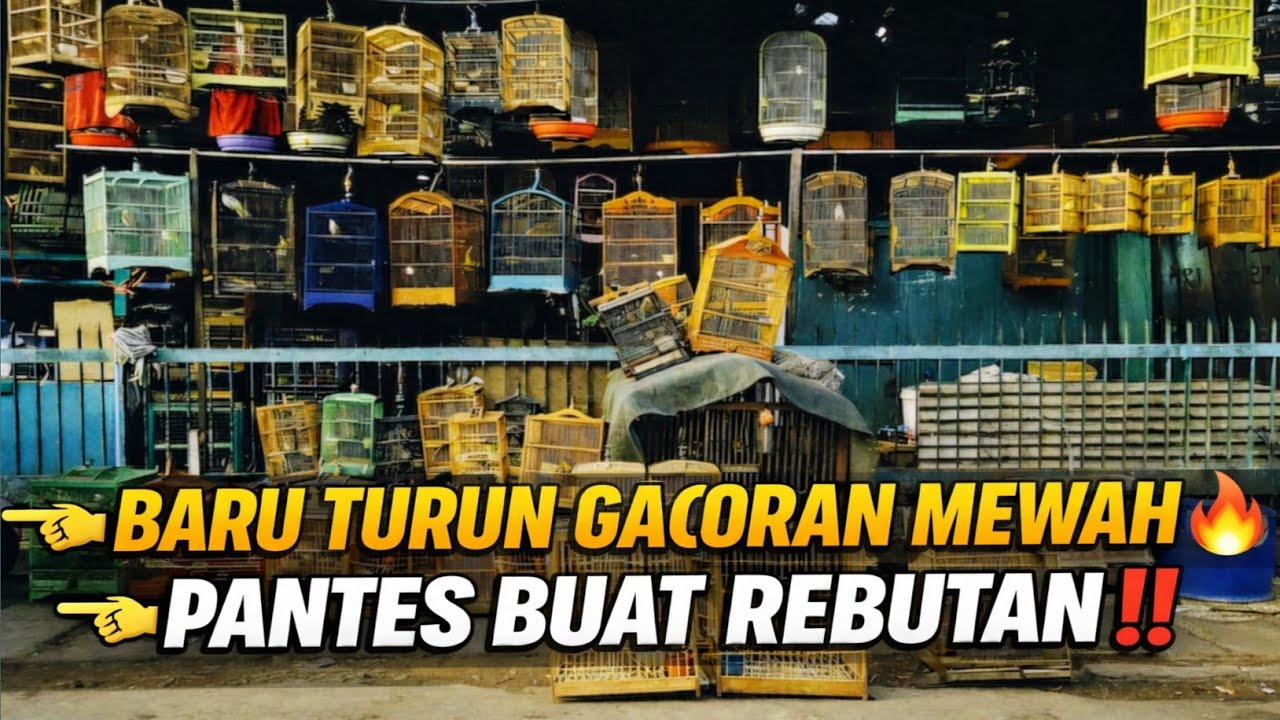 BENER² SINTING ‼️STOK BARU MENDARAT DI KIOS KECIL INI 😱 SEMUA GACOR DOR, PANTES BUAT REBUTAN
