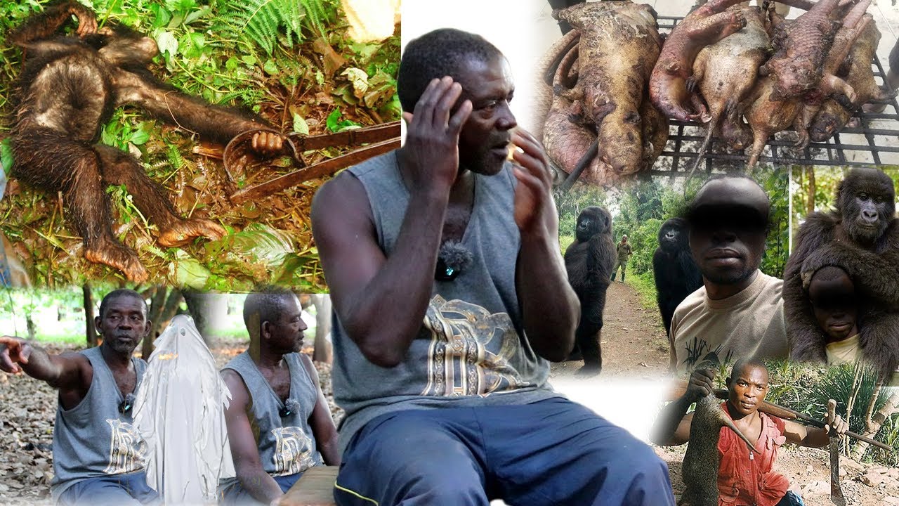 THE UNXPLAINED MYSTERIES IN HUNTING:- I Once F!red At Chimpanzee In The Deep Forest & Nearly K!lled!