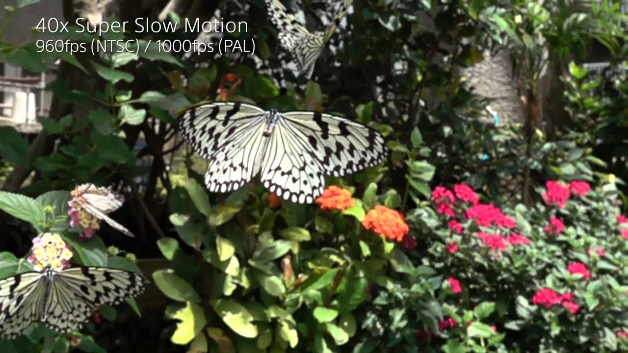 Daily life of insects captured in Super Slow Motion by Sony Cyber-shot RX10 II & RX100 IV