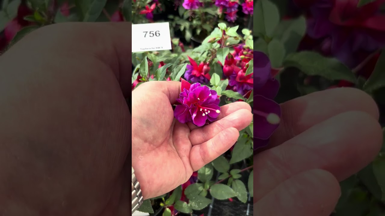 Fuchsia Leonita Breeding  - Volmary New Product Trials May 2024