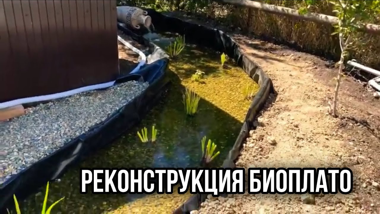 Доработка биоплато, как зимует рыба в пруду, посадил бамбук и прибрежные растения