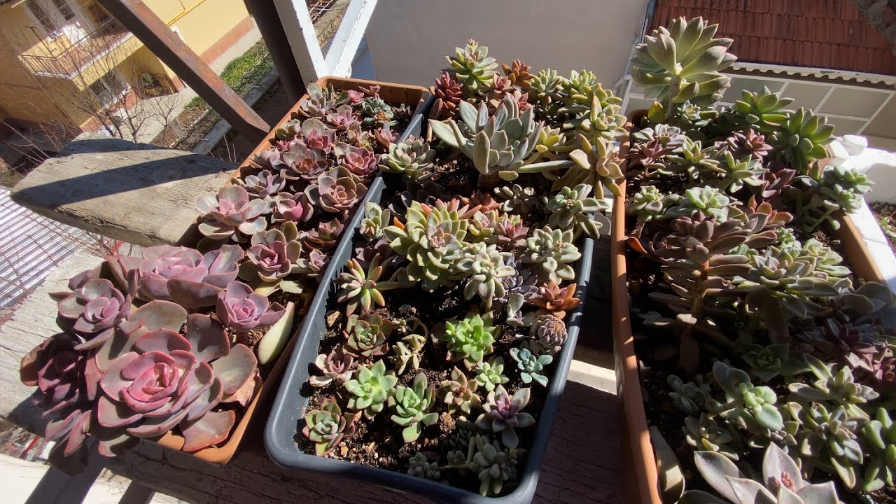 Bu saksılarımda rengarenk olmuşlar🤗#succulent 