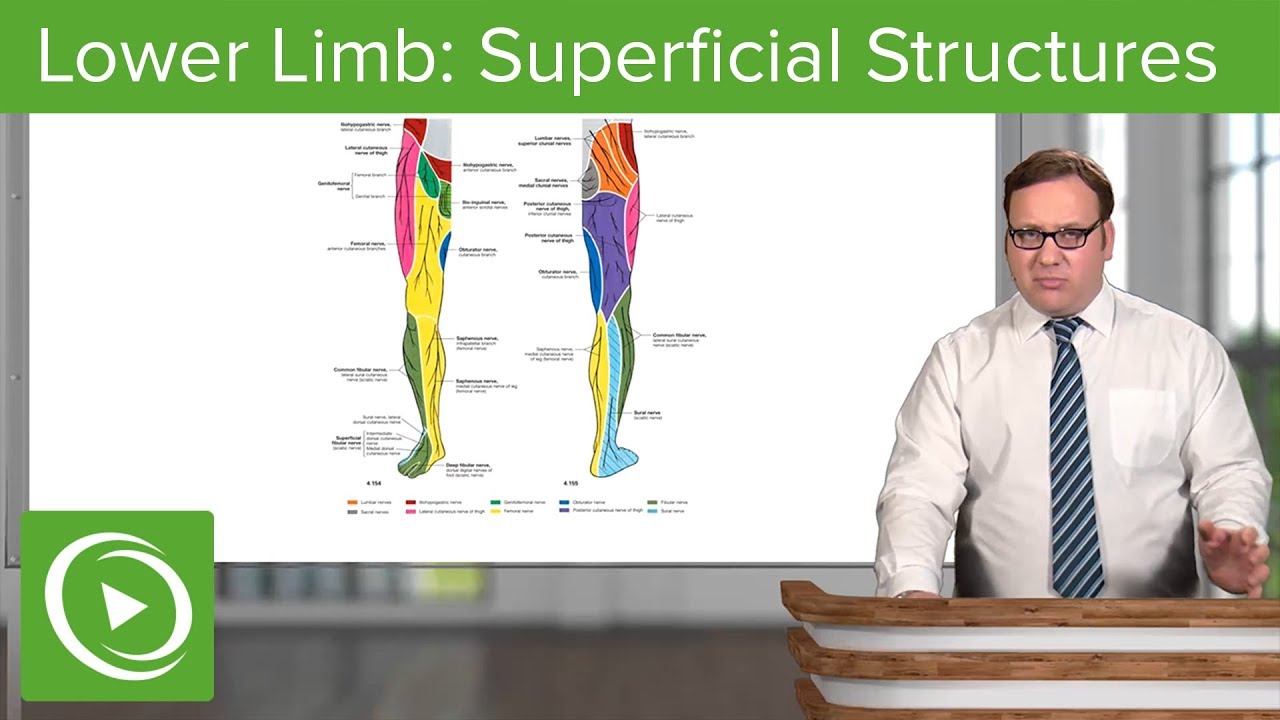 Lower Limb: Superficial Structures & Cutaneous Innervations – Anatomy | Lecturio