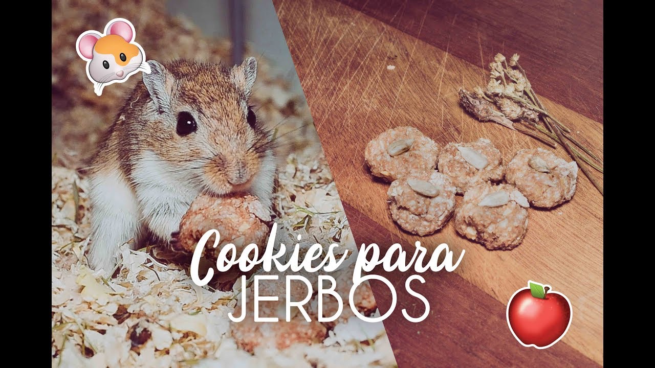 COOKIES PARA JERBOS/HAMSTERS DIY | RECETA DE MANZANA Y PIPAS 🍎 🐹