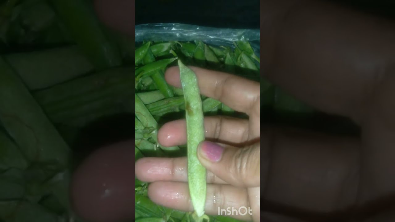 चलिए बनाते हैं मटर की घुगरी कुकर में#nasta # youtube vedio # recipe 