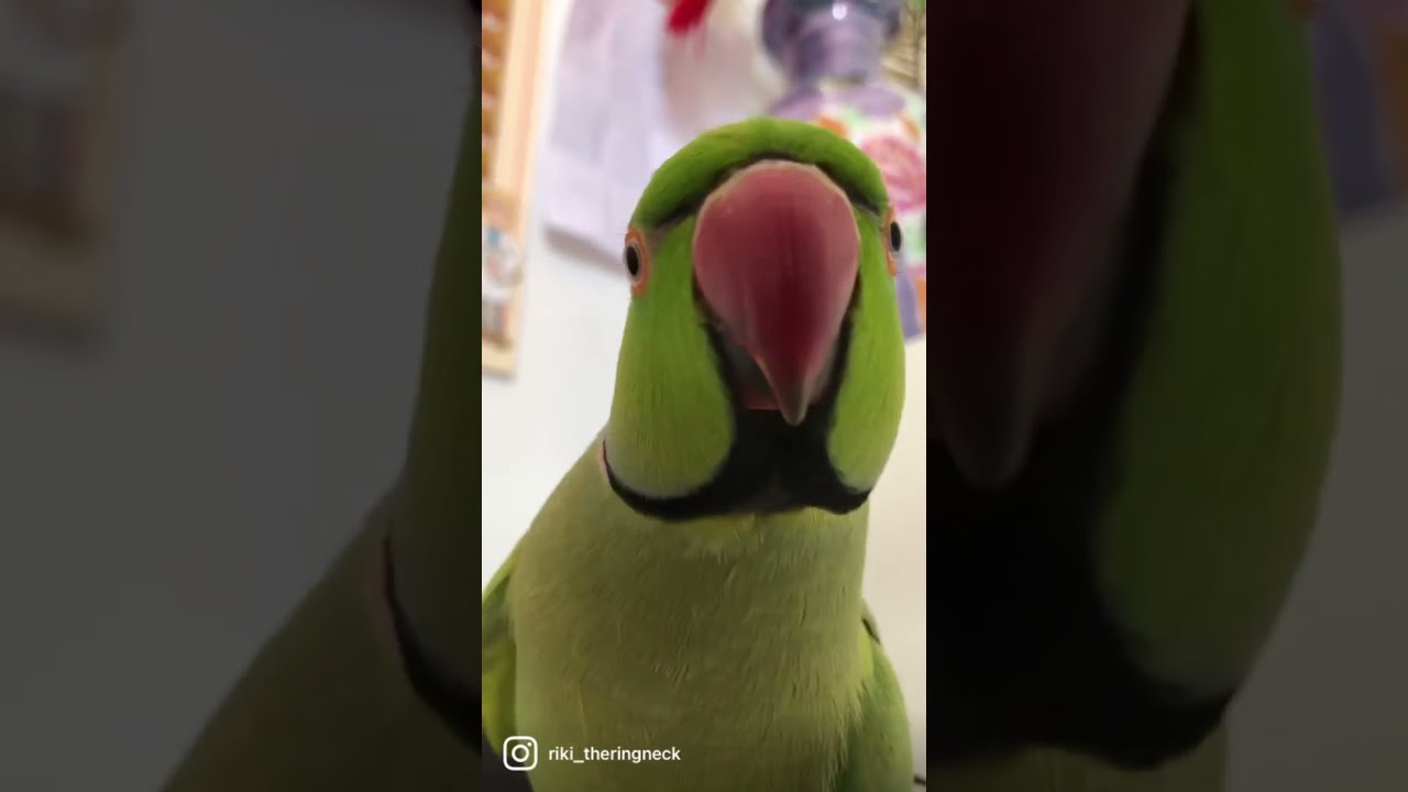 Whistling Parrot. Talking Indian Ringneck parrot!