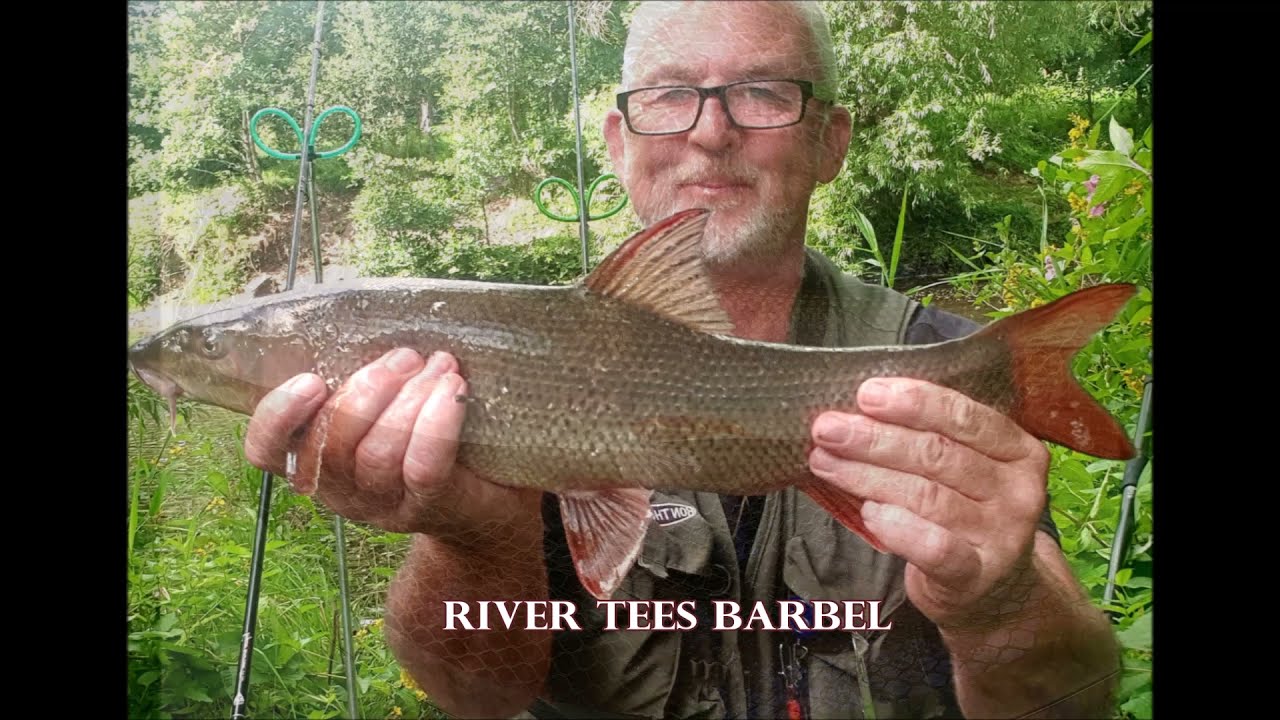 River Tees Barbel Hunt Part 1 Sun 1 Aug 2021