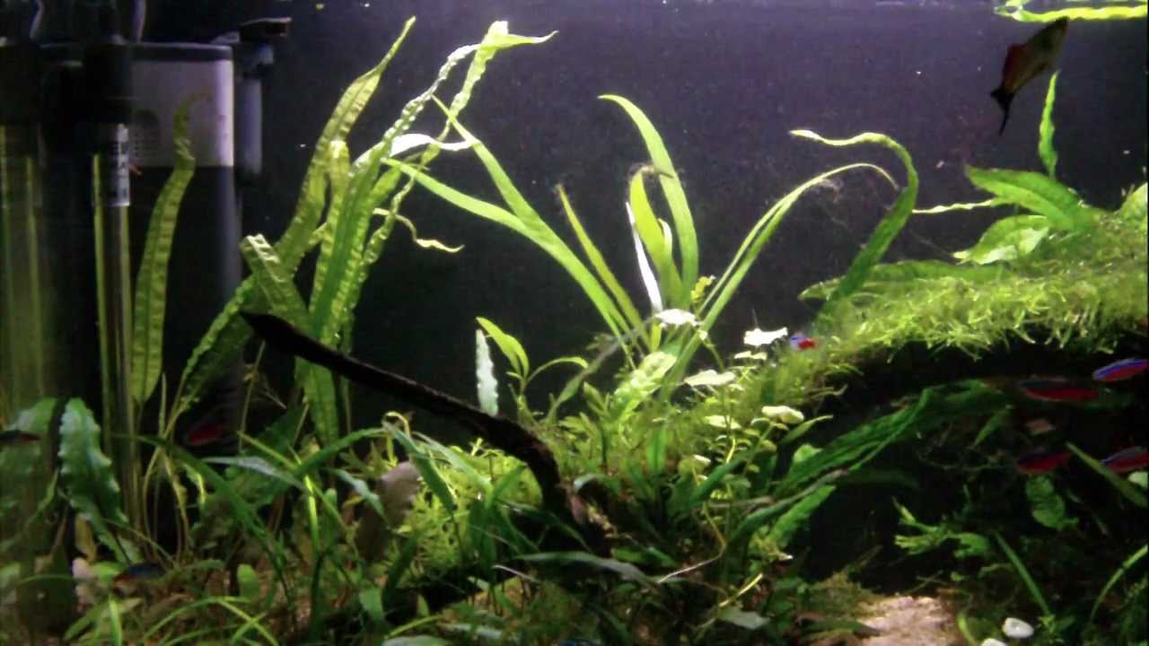 how to plant crypts