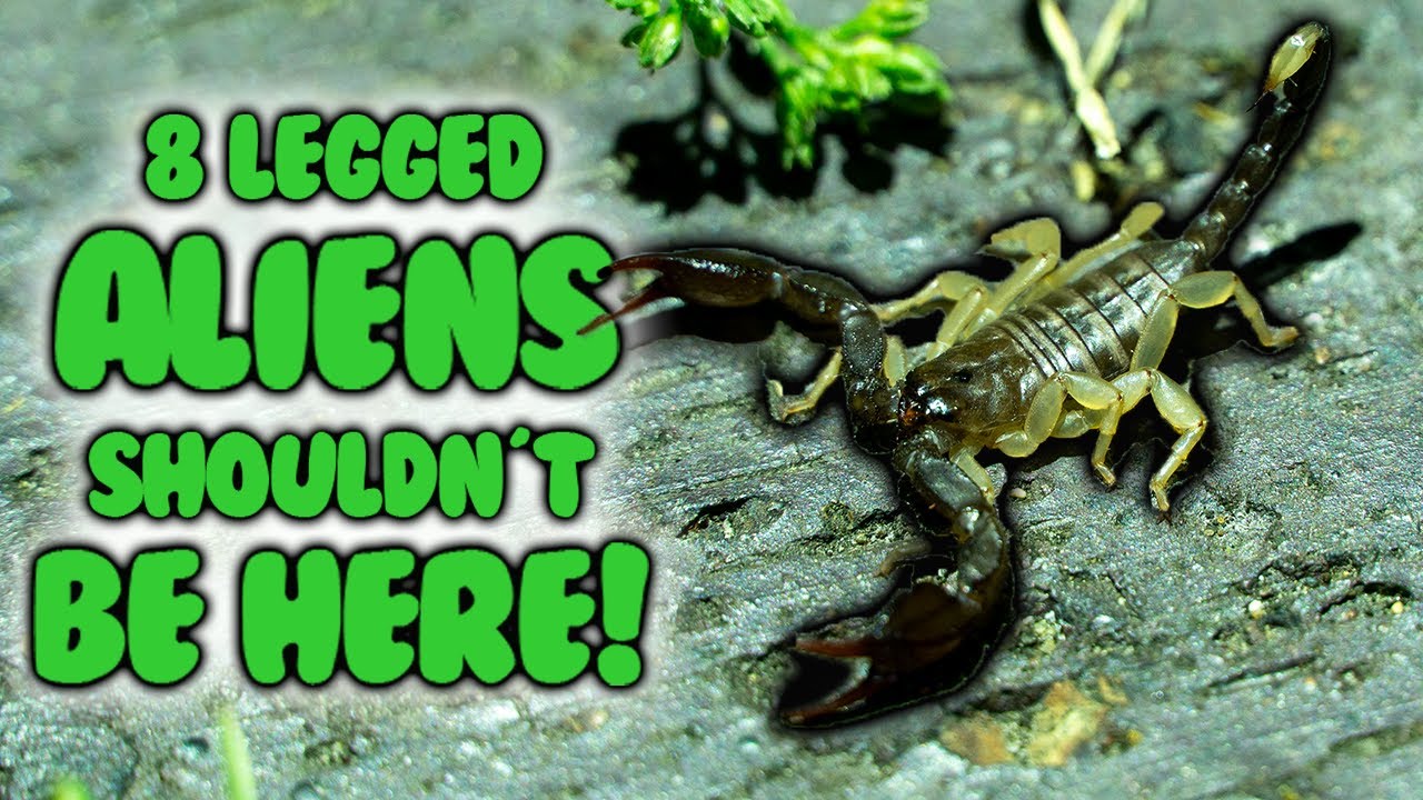 wild SCORPIONS roam the uk! - Herping in July, Scorpion Special, Sheerness Dockyard!