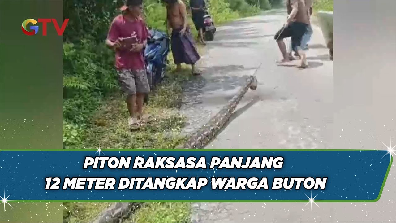 Ngeri-Ngeri Sedap! Piton Raksasa Panjang 12 Meter Ditangkap Warga Buton saat Sedang Makan Babi