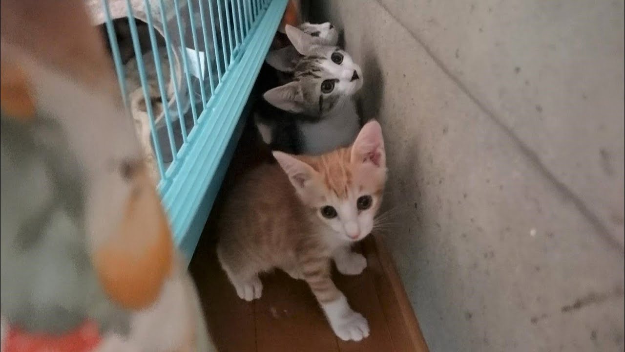 ゲリラ雷雨にびっくりして物陰に隠れてしまう子猫たち【生後53日】