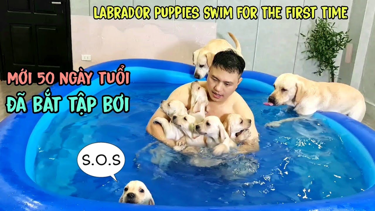 Tan chảy trước sự đáng yêu của lũ cún con lần đầu tập bơi - Puppies Swim For The First Time