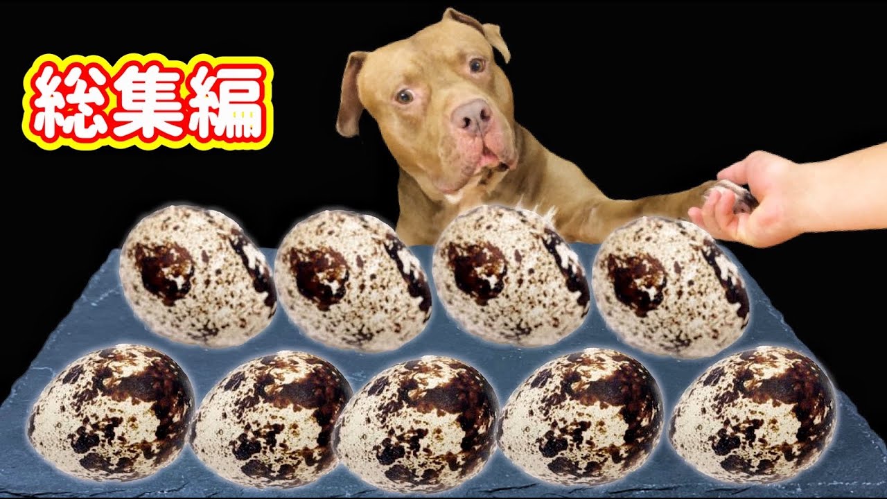 【マニア向け総集編】ピットブルがひたすらうずらの卵を噛み砕く咀嚼音がクセになる