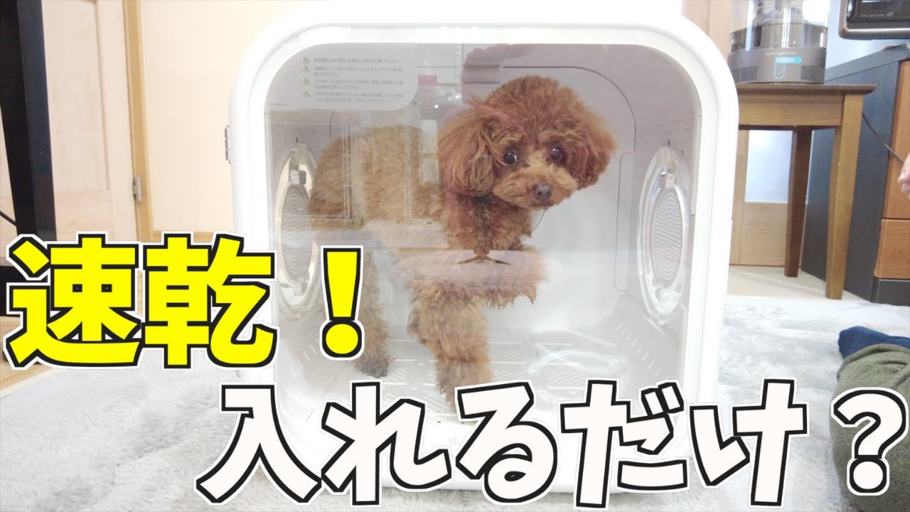 ドライヤーの時間が100倍短くなるヒミツのペット家電【ドライヤーハウス】