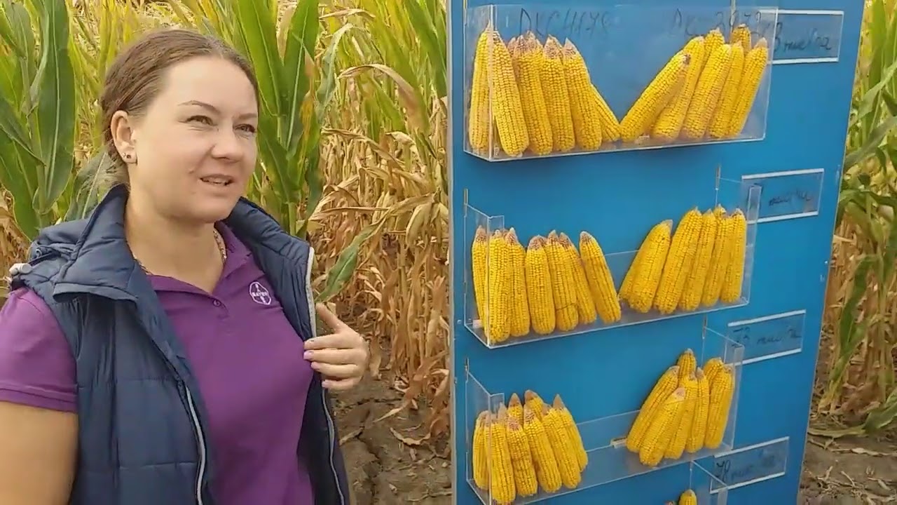 Кукурудза...густина .строки посіву.глибина...наглядно🙂
