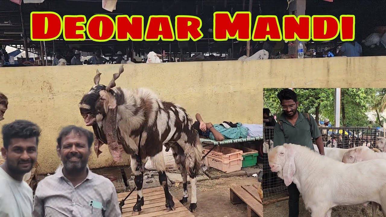 Deonar Bakra Mandi Sunday Market | Hidden Gems Of Mandi.