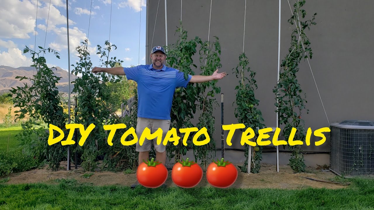 DIY Tomato Trellis Idea Built in 3 Hours! Hyperlapse! 🍅🍅 #tomatogarden #verticalgardenideas 