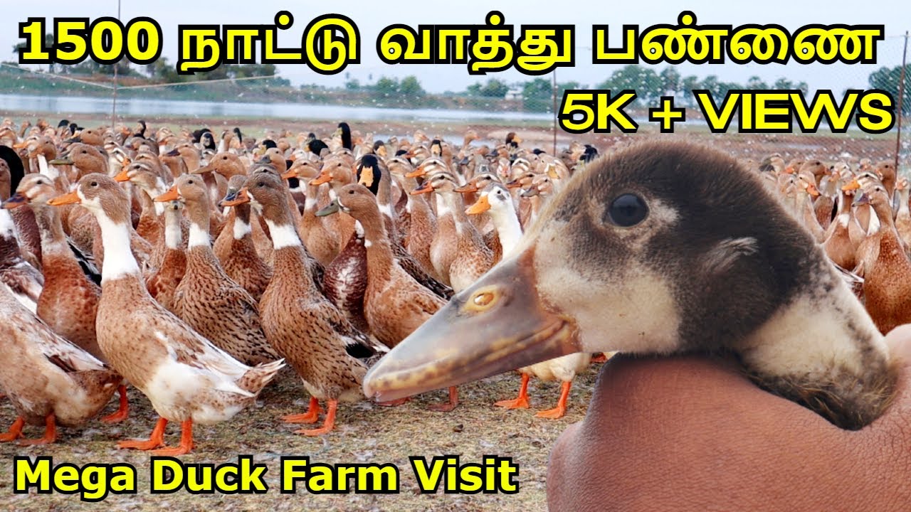 1500 நாட்டு வாத்து பண்ணை | Mega Duck Farm Visit | Duck Farm Explore in Tamil | Vathu Pannai Explore