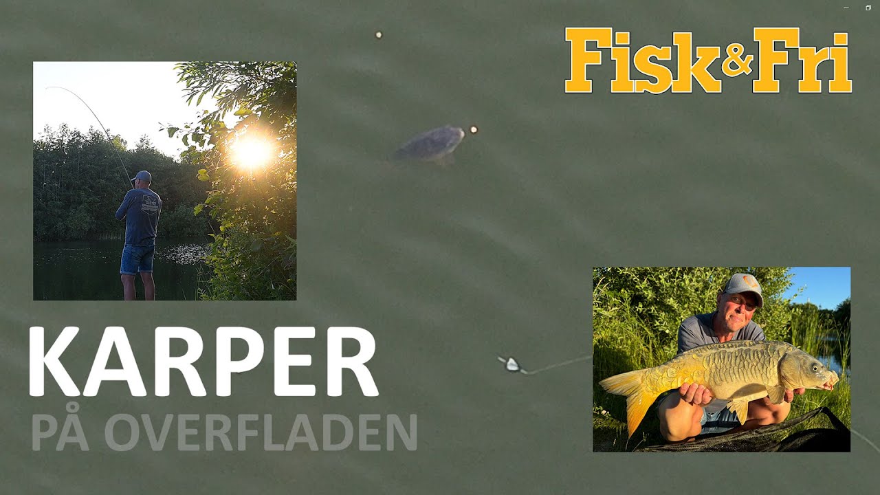 KARPER PÅ OVERFLADEN I ROSKILDE FISKELAND [ENG SUBS]