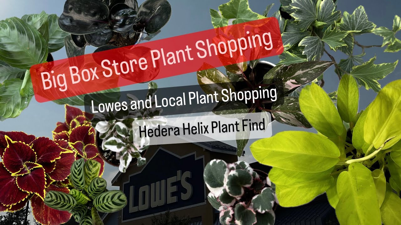 Big Box Store Plant Shopping Lowes Plants Local Plant Nursery Shopping Houseplant Finds and Updates