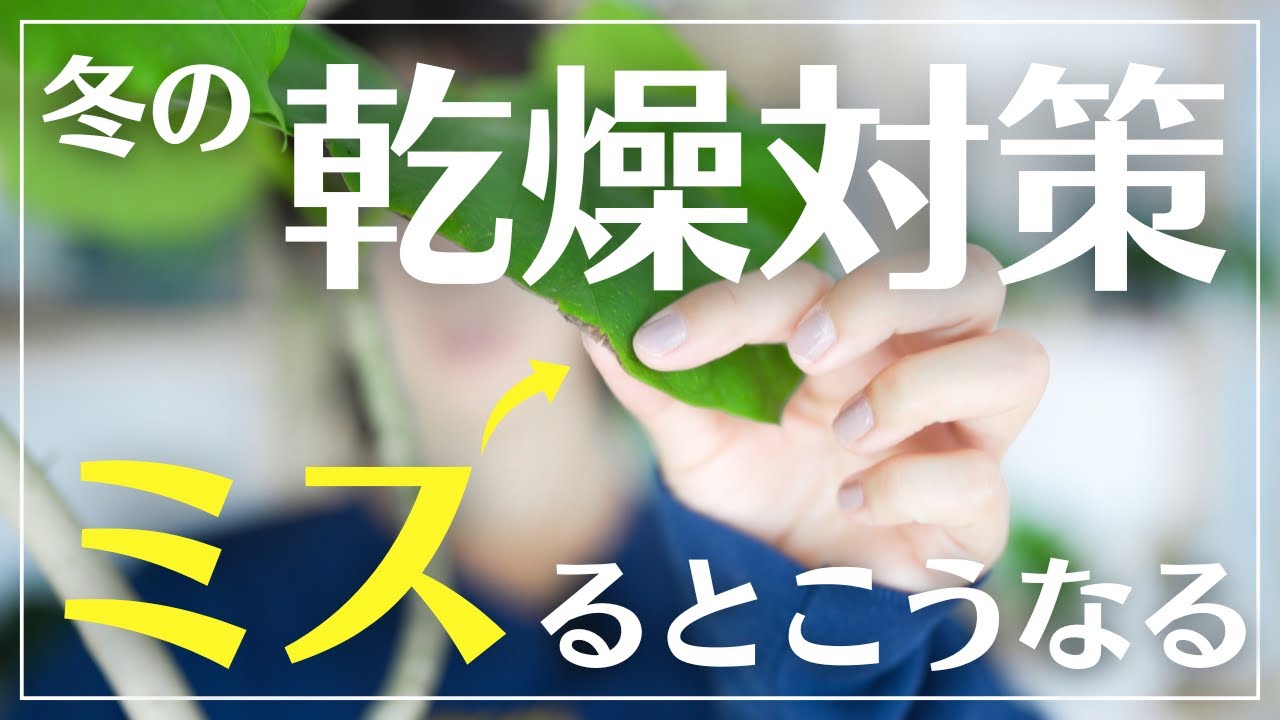【冬に観葉植物が枯れる】一番の原因お伝えします#観葉植物#植物