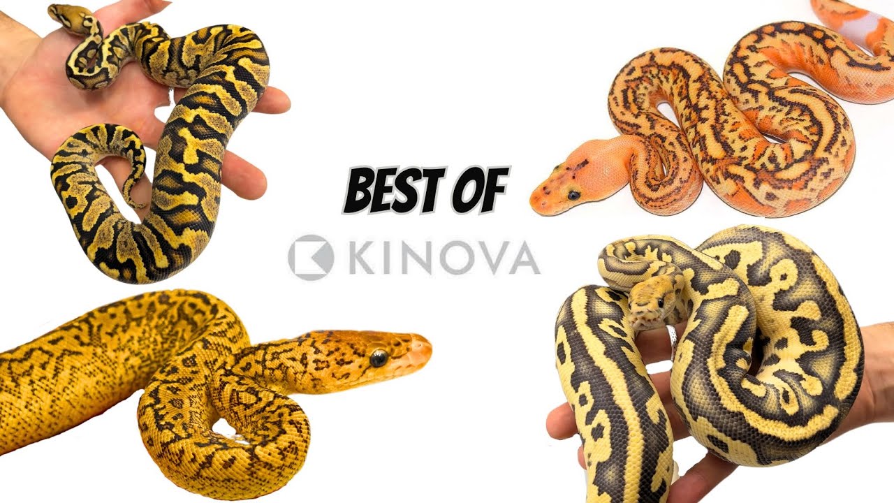 My Top 5 Craziest Ball Python at Kinova + Extras