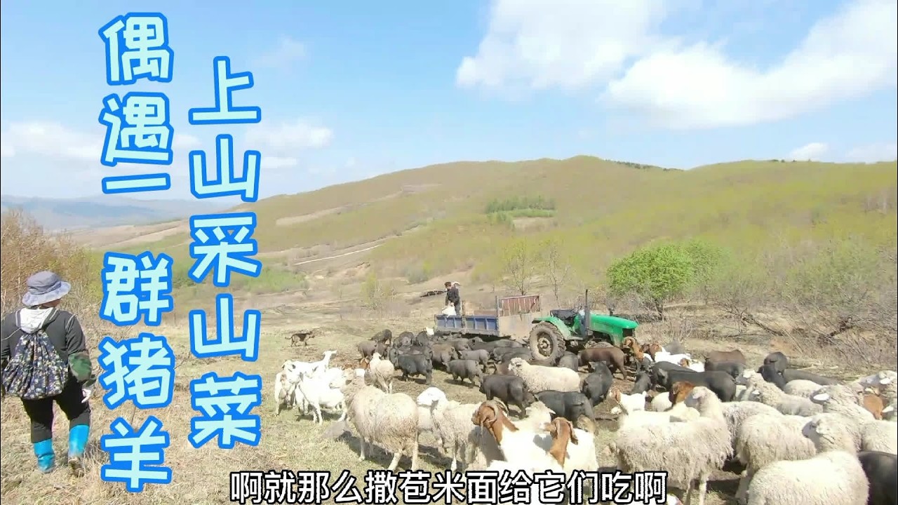 娘俩上山采菜，收获四种山菜！途中偶遇放羊人，这种生活令人向往 #三农  #农村生活  #山菜  #热门
