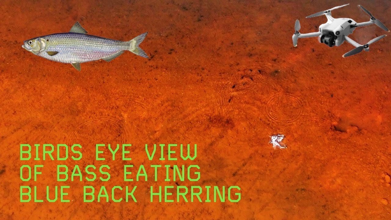 Bass Feeding Frenzy! Drone Captures Herring Spawn Action