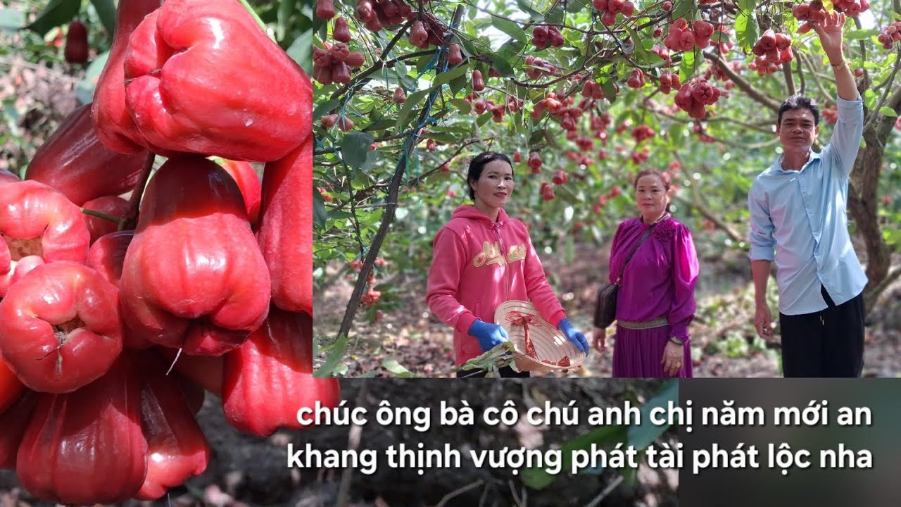 Hôm nay 29 tết đi hái mận biếu cô chú anh chị trong gia đình ăn nha. Cả nhà 
