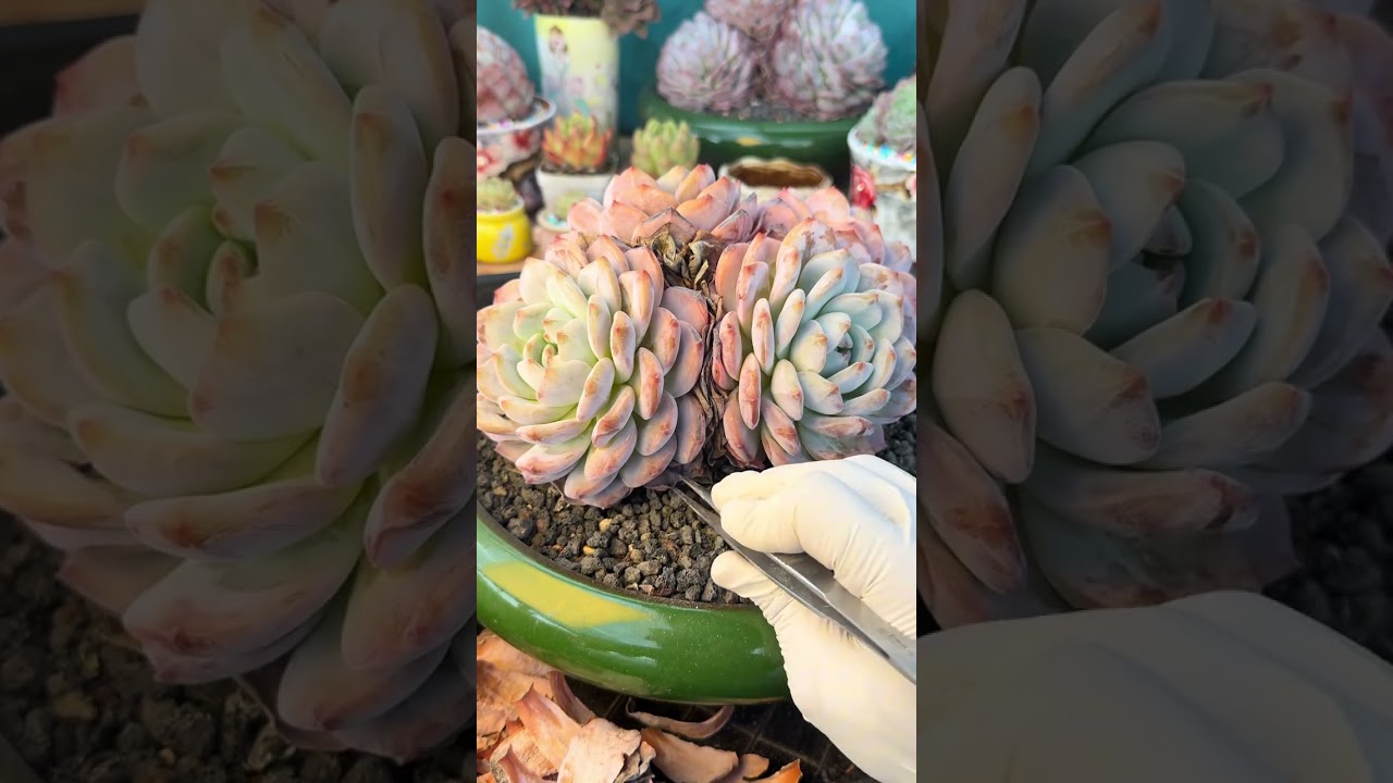 Don’t Skip! Watch Every Leaf Let Go 🌿 Gentle Succulent ASMR