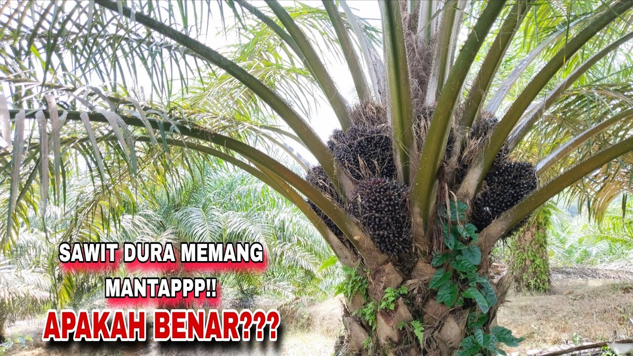 PRODUKTIVITAS DARI SAWIT DURAH || BUAH SUPER BABON!! 