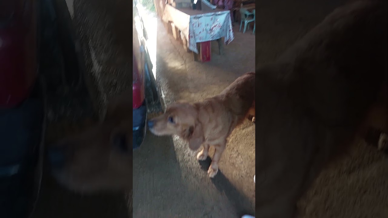 #dog