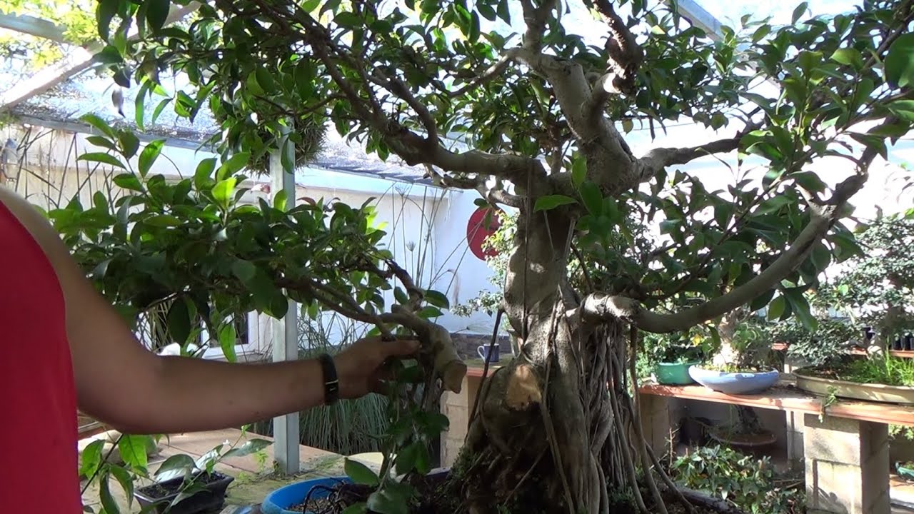 Cómo cambiar una rama madura de sitio en bonsai