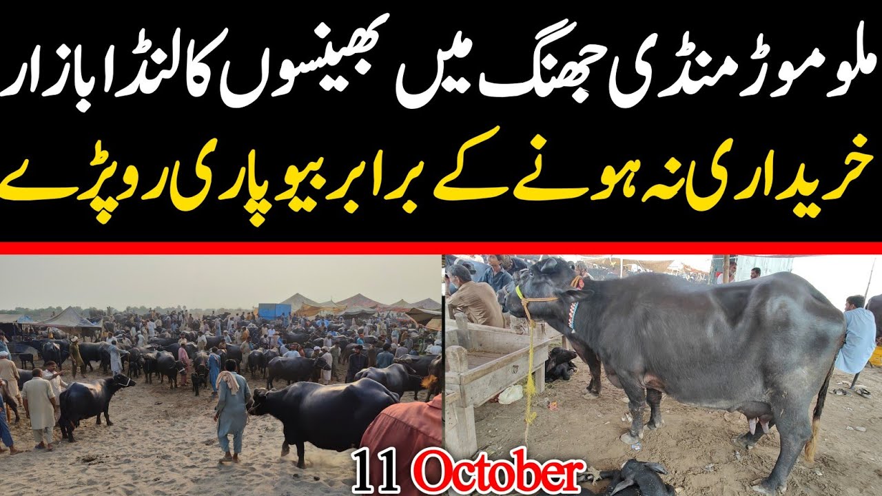 Today Malumor Janwar Mandi Jhang | Buffalo Fresh Rates Update 2025 | Buffalo Mandi Pakistan