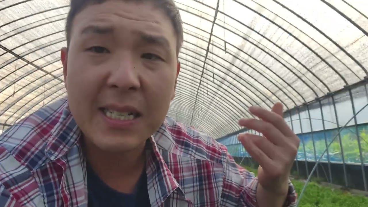 4월,5월,6월에 삽목한 에메랄드그린!! 대성공한 것 같습니다