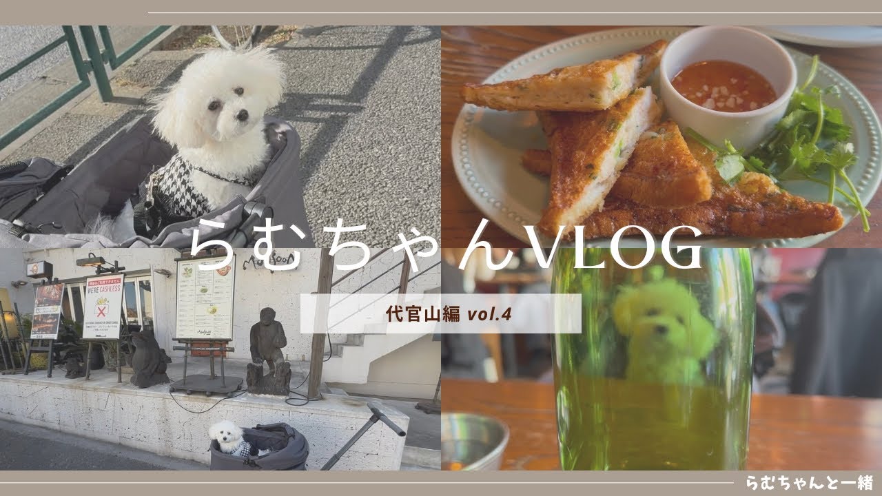 らむちゃんと代官山におでかけしてきました🛍️🍴