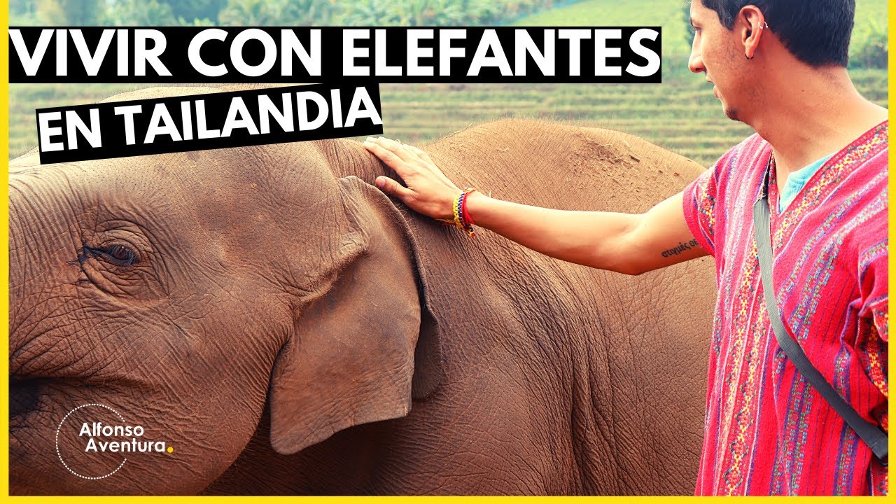 VOLUNTARIADO CUIDANDO ELEFANTES EN TAILANDIA: SANTUARIO DE ELEFANTES MAS FAMOSO