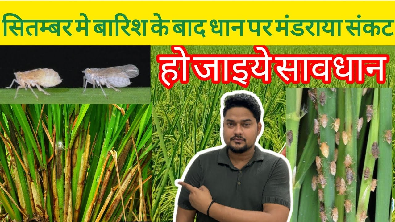 धान मे BPH और शीथ ब्लाइट के लिए क्या करे? 