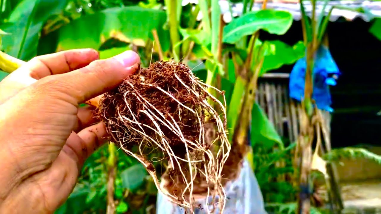 Unique skill How to Air Layering Banana tree by Banana leaves. Banana tree are made from leaf