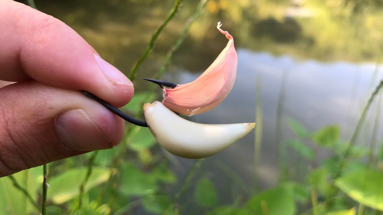 Pescuit la PLUTĂ cu Usturoi 🎣 Prima Torpilă la Plută!