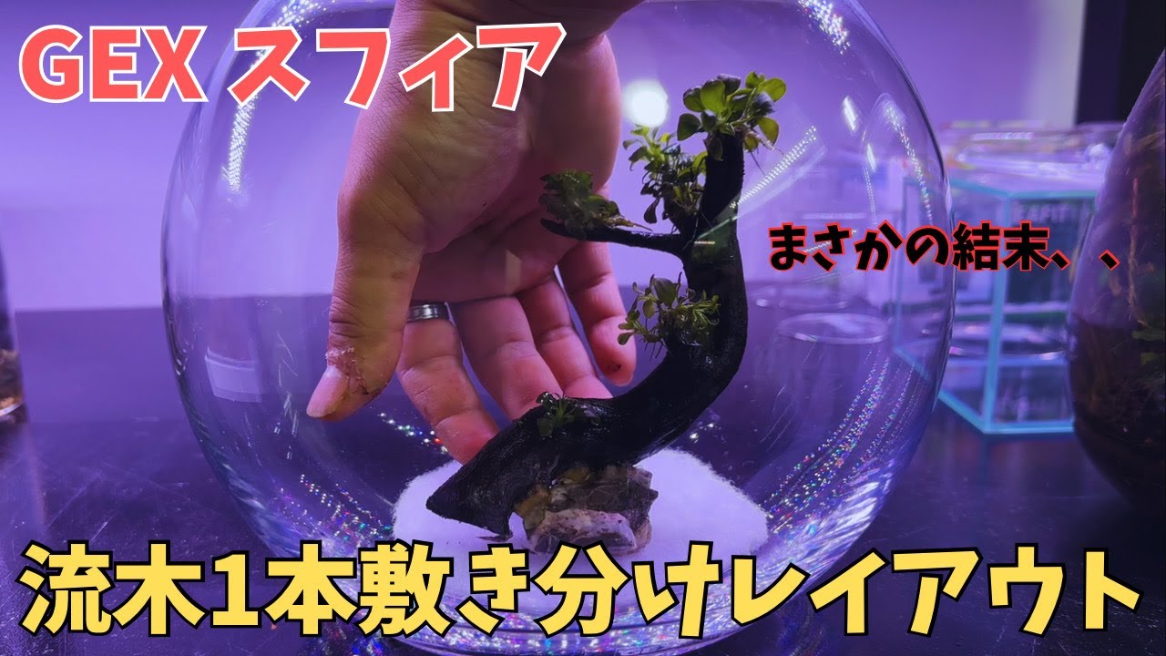 小型水槽で敷き分けレイアウト！のはずが、、、＃アクアリウム