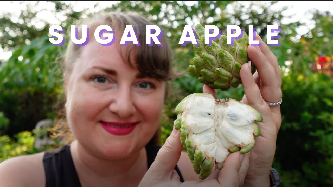 SUGAR APPLE | Harvest & Tasting | DELICIOUS TROPICAL FRUIT