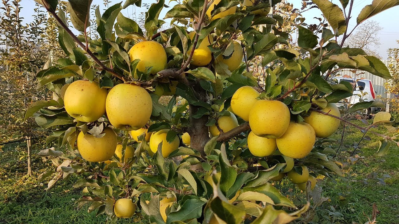 яблоня Голд раш / Apple Gold Rush