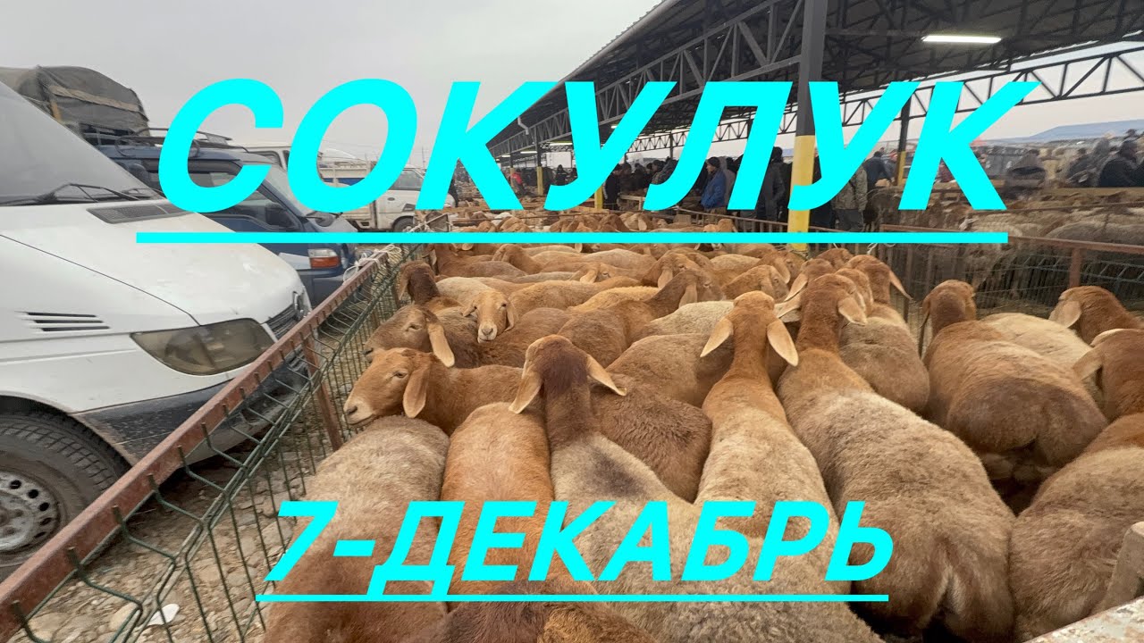 Кой базар сокулук мал базары