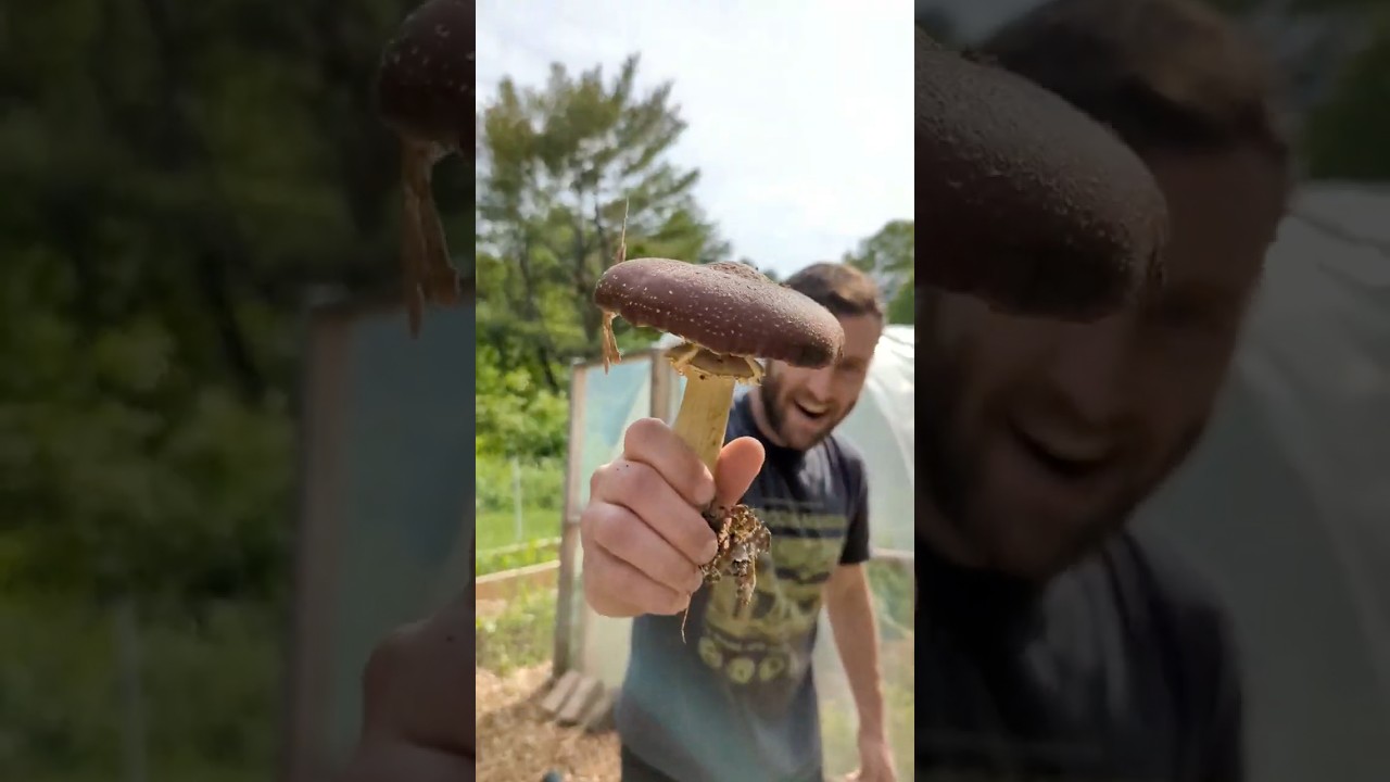 Grow Wine Cap Mushrooms with ChipDrop!