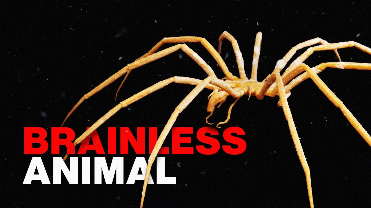 The Sea Spiders That Shouldn't Count as Animals