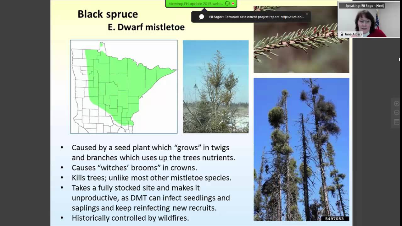 Minnesota’s forest health: Recent survey and monitoring results