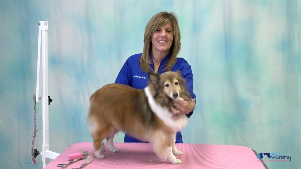 How to Groom a Shetland Sheepdog AKA Sheltie Seminar